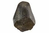Fossil Hadrosaur (Edmontosaurus) Partial Tooth - Montana #340942-1